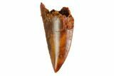 Serrated, Raptor Tooth - Real Dinosaur Tooth #144645-1